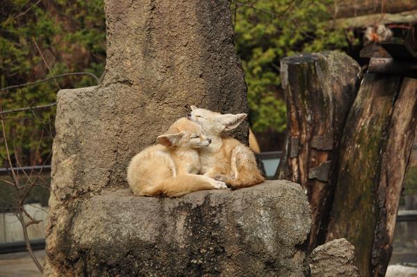 Fennec Fox Spiritual Meaning & Symbolism (Adaptability)