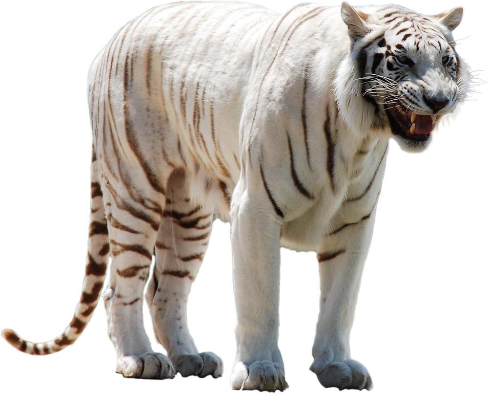What Do White Tigers Symbolize in Different Cultures