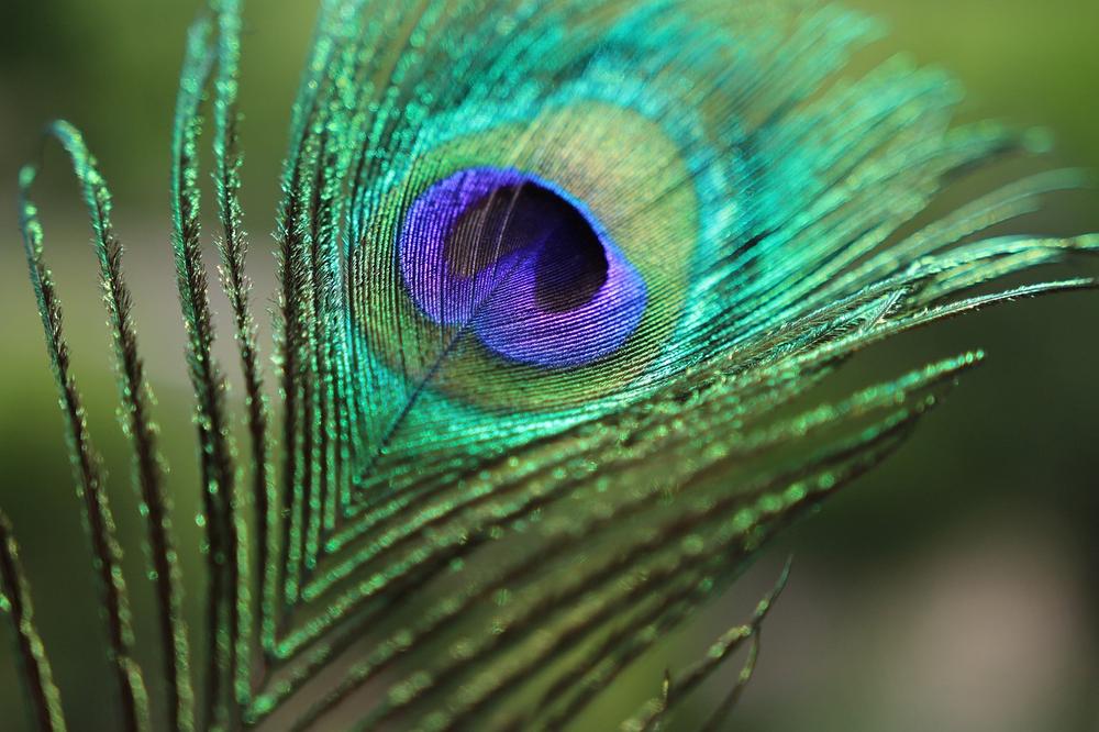 Understanding the Symbolism of the Peacock Feather