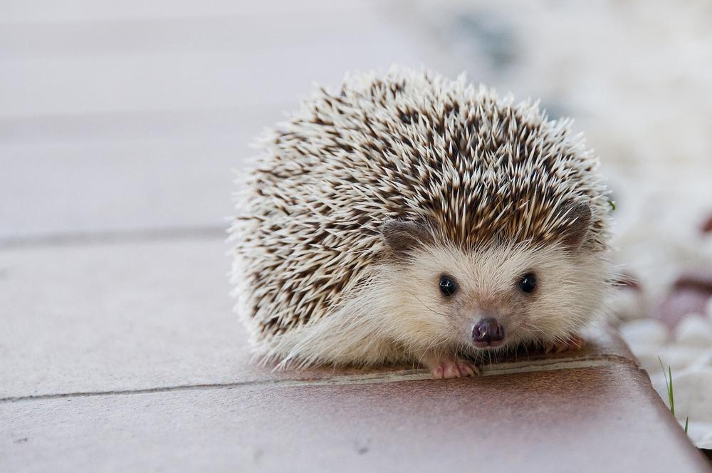 What Does the Hedgehog Symbolize?