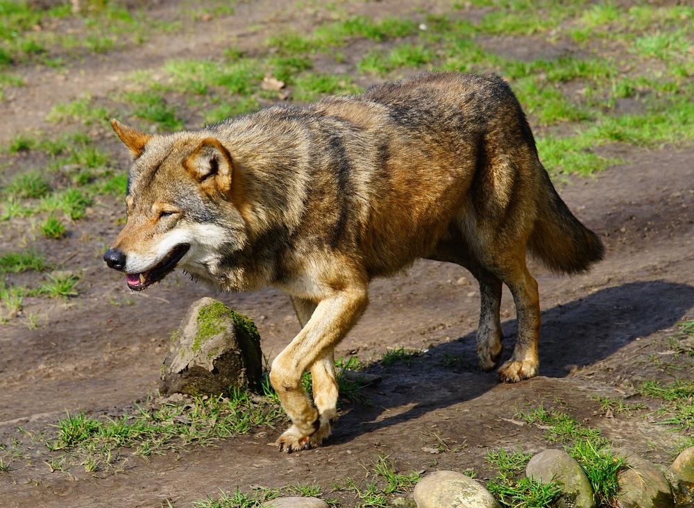 The Red Wolf as a Guardian of the Natural World