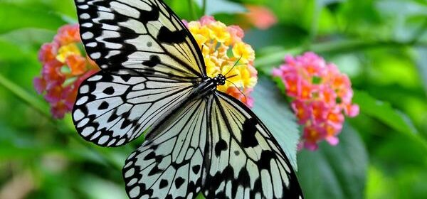 What Is the Spiritual Meaning of a White Butterfly