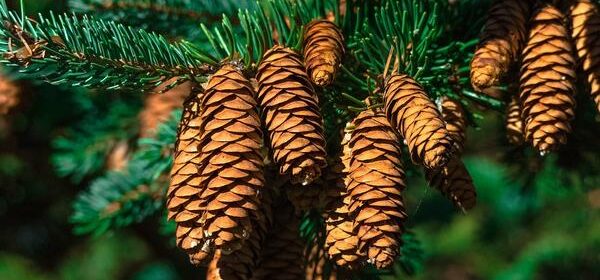 What Is the Spiritual Meaning of Pine Cones