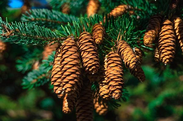 What Is The Spiritual Meaning Of Pine Cones? Awakening!