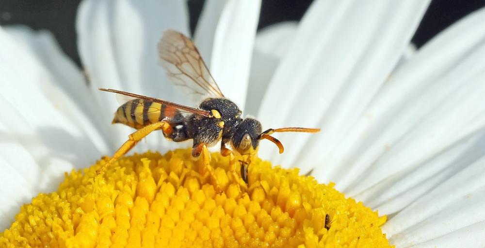 Exploring the Interconnectedness and Symbolism of Tiger Bee Flies in Spiritual Traditions