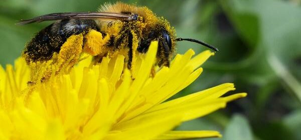Bee Pollen Spiritual Meaning