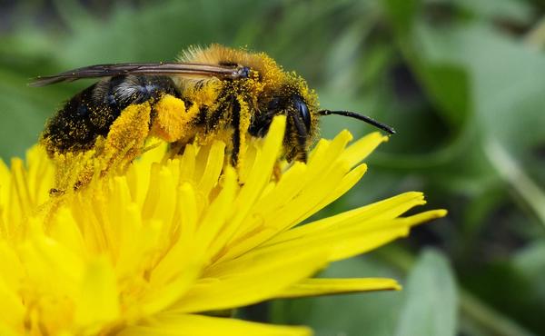 Bee Pollen Spiritual Meaning