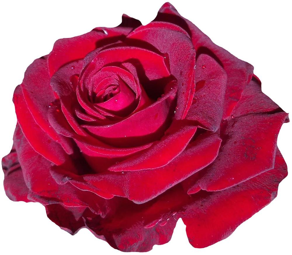 The Religious and Spiritual Significance of Red Roses