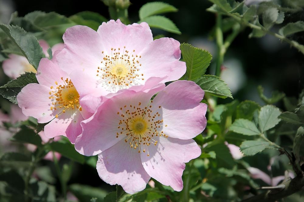 The Multifaceted Symbolism of Dog Rose