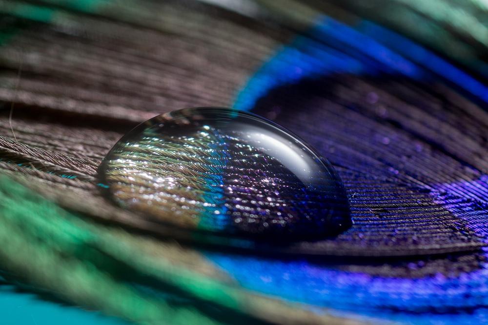 What Is the Spiritual Meaning of a Peacock Feather?