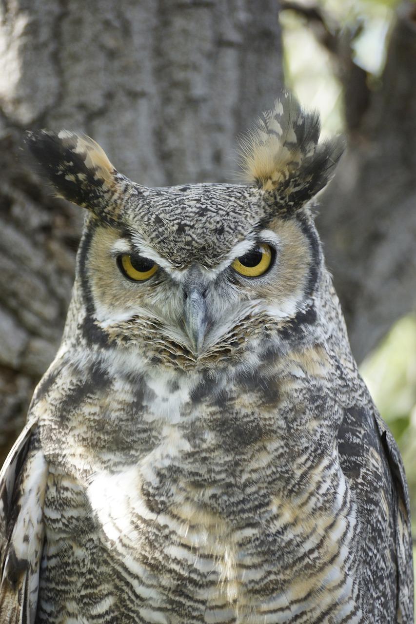 Connecting With the Great Horned Owl's Essence