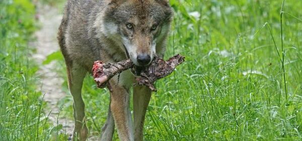 Red Wolf Spiritual Meaning