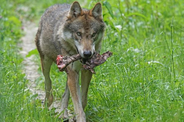 Red Wolf Spiritual Meaning