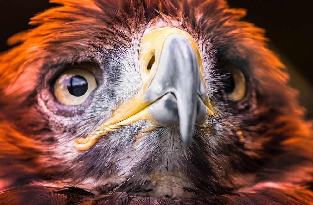 What Is the Significance of an Eagle Eye in Different Cultures?