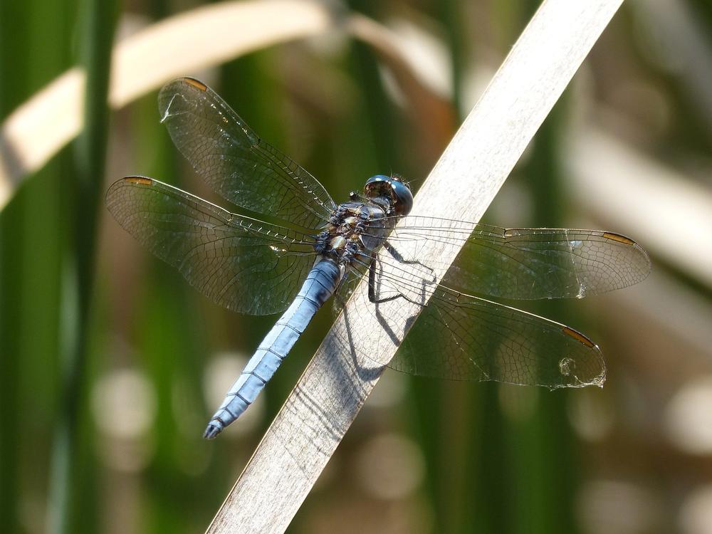 How Can One Utilize the Spiritual Meaning of a Blue Dragonfly in Their Lives?