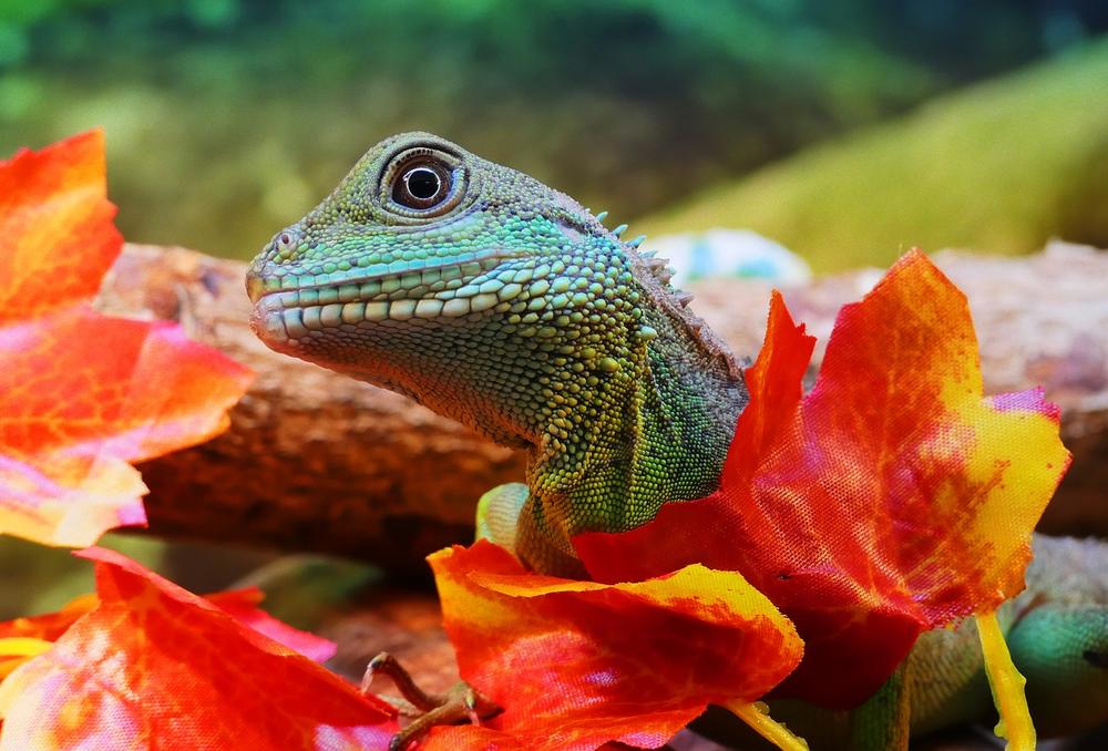 Unleashing the Transformative Power of Water Dragons in Meditation