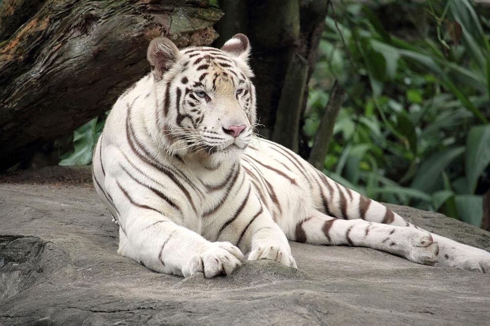 The Role of the White Tiger in Mythology