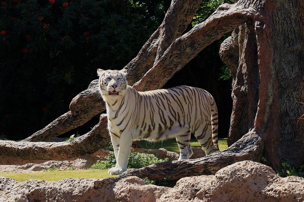 White Tiger in Dreams: What Does It Mean?