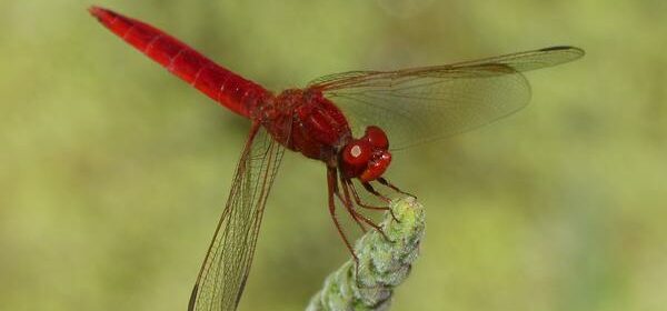Red Dragonfly Spiritual Meaning
