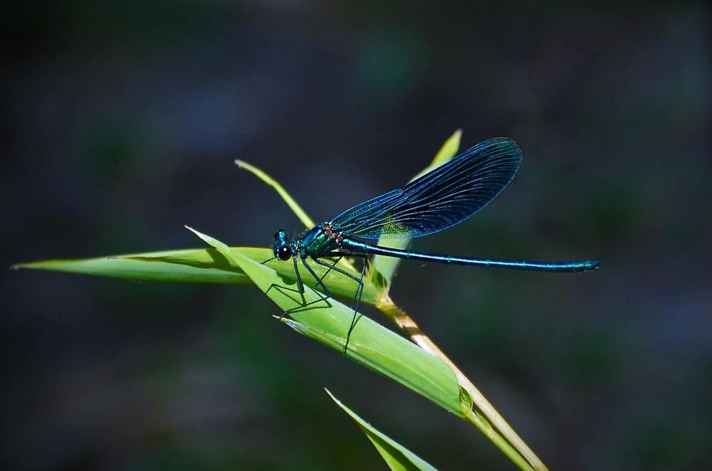 Embracing Transformation and Self-Realization With the Dragonfly Spirit Animal