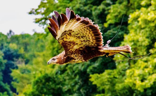 Fish Eagle Spiritual Meaning: Freedom!