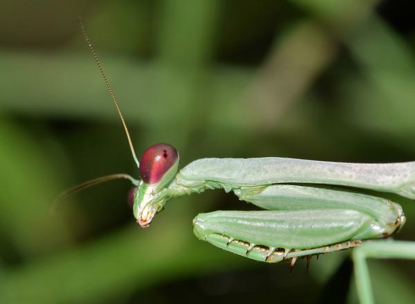 What Is the Spiritual Meaning of a Praying Mantis