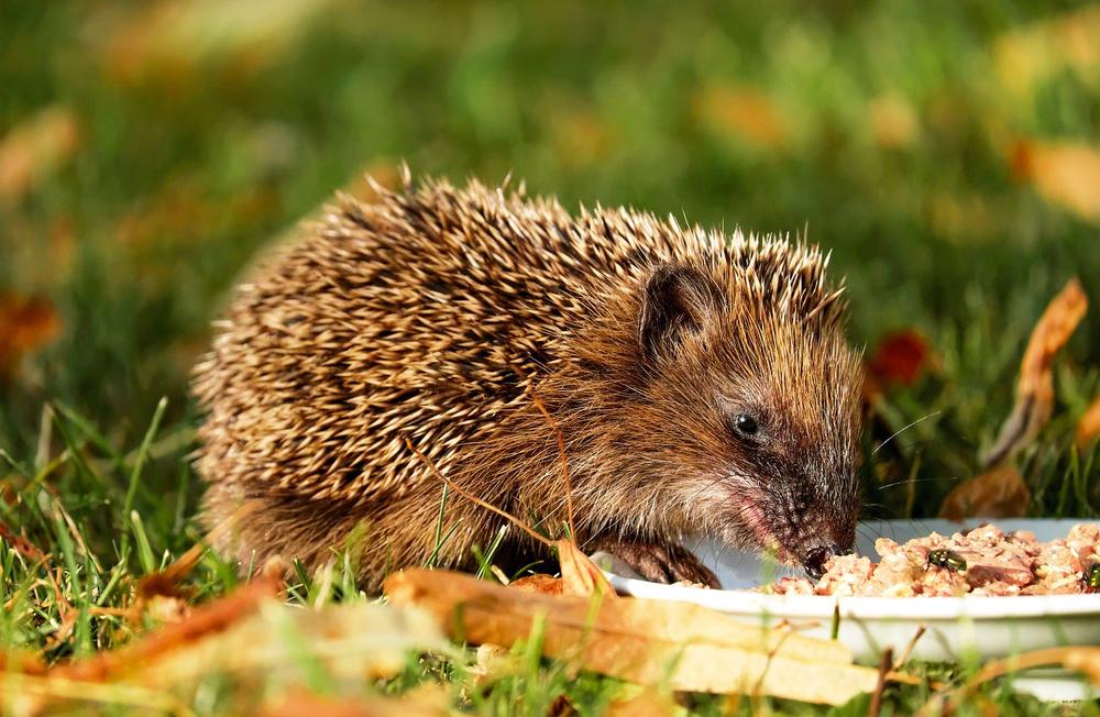 Is the Hedgehog Your Spirit Animal?
