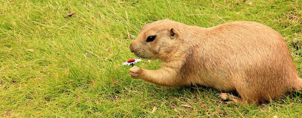 The Symbolic Meaning of Prairie Dogs in Folklore and Mythology
