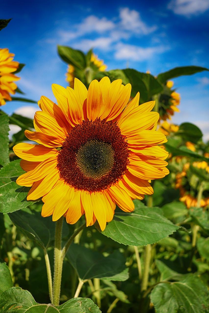 Native American Sunflower Meanings