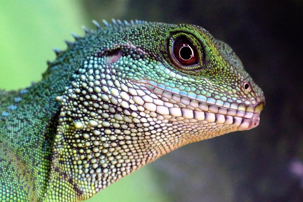 The Wisdom and Intelligence of Water Dragons