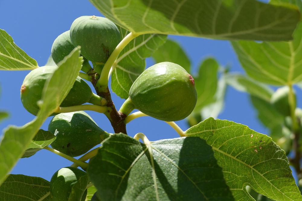 The Meaning, Symbolism, and Cultural Significance of Fig Trees