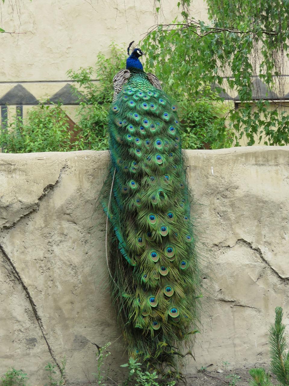 Peacock Symbolism in Twin Flame Relationships