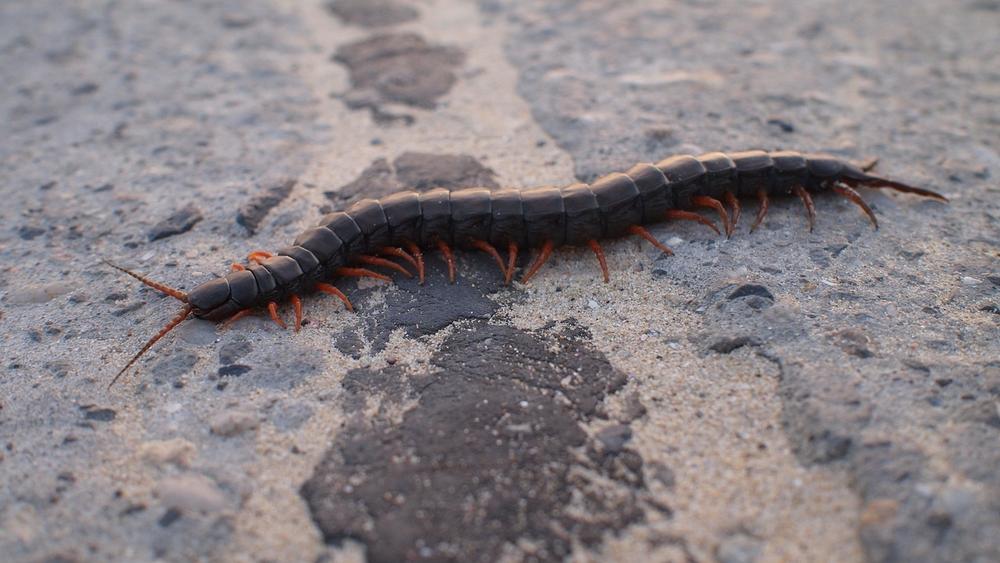 Exploring the Centipede’s Symbolic Attributes