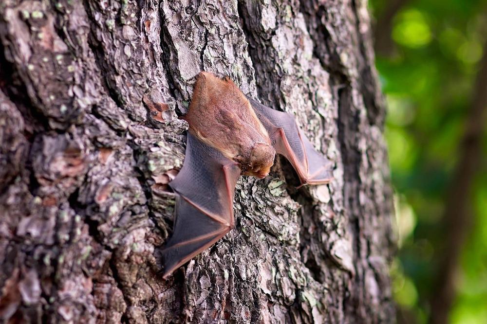 What Do Bats Symbolize?