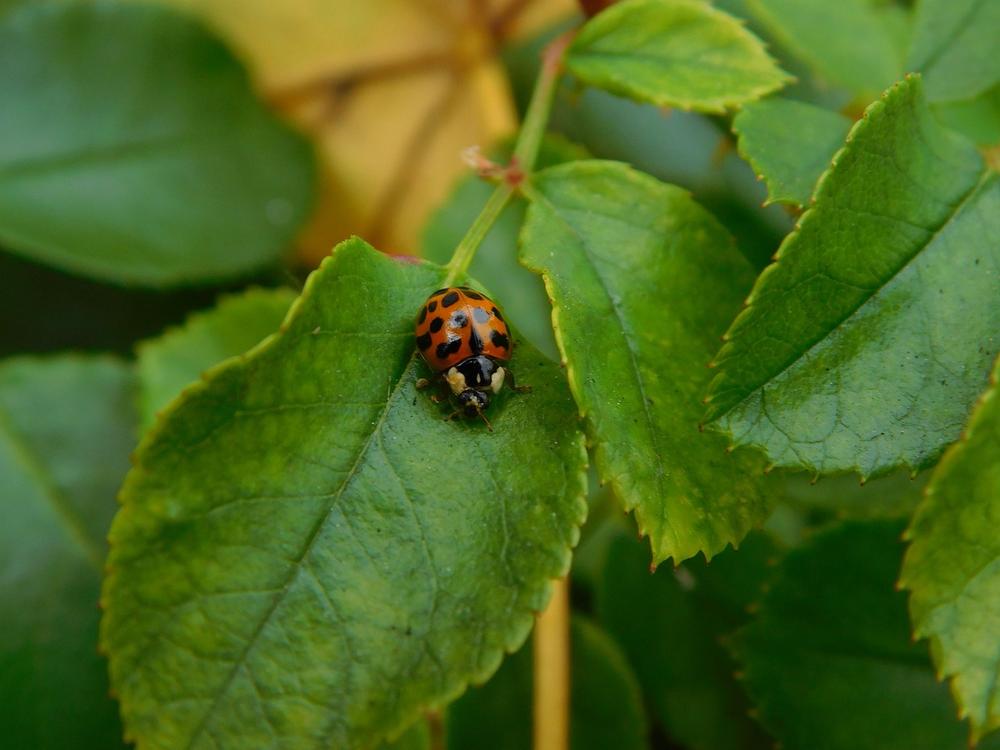The Profound Symbolism and Significance of Ladybugs
