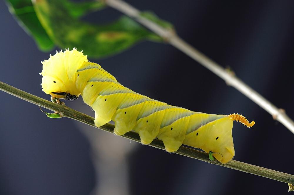 Caterpillars as Spiritual Messengers and Omens