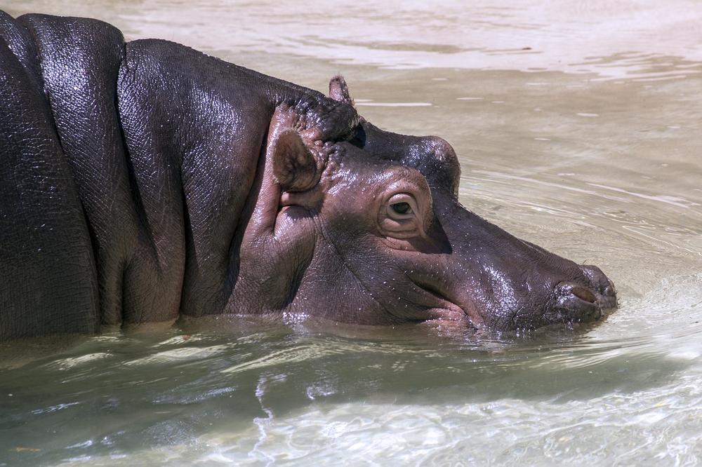 What Does the Hippopotamus Symbolize?
