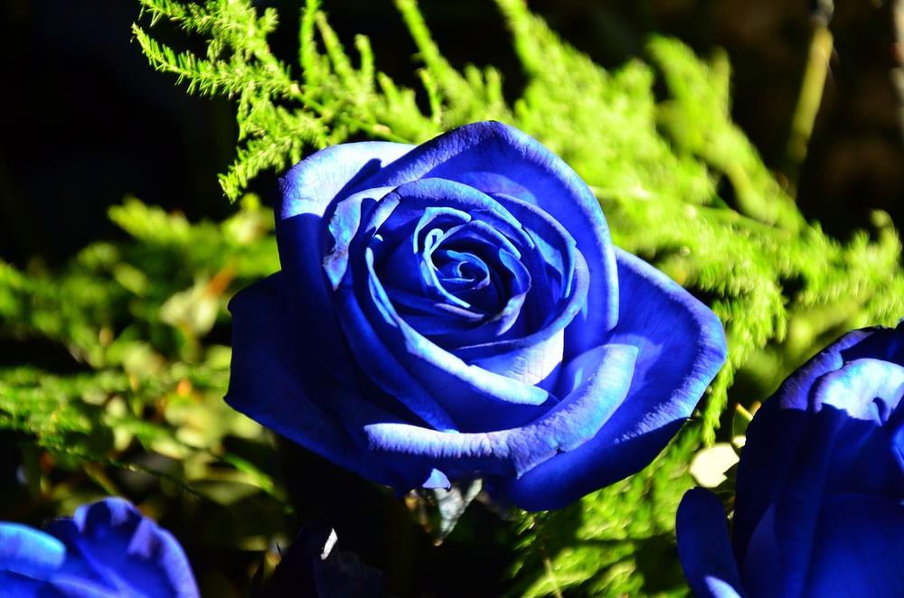 Cultural Connections: Blue Roses in Different Cultures