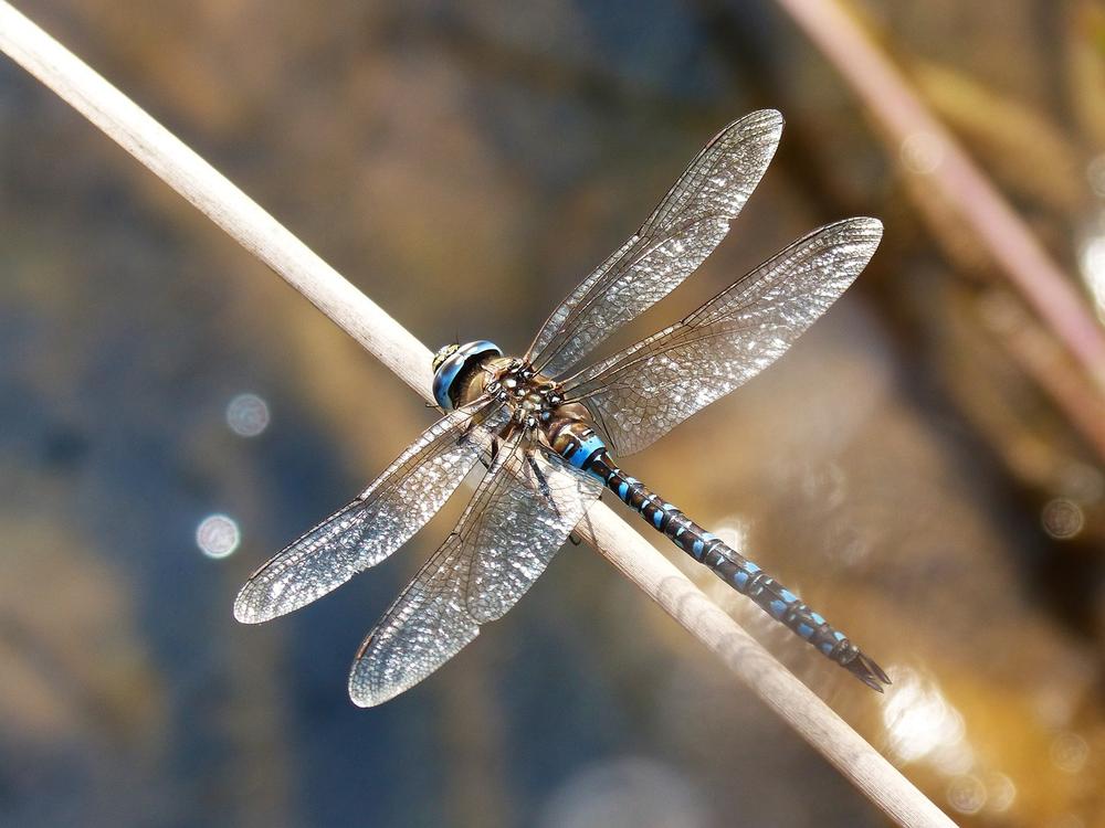 The Profound Spiritual Significance and Symbolism of a Blue Dragonfly