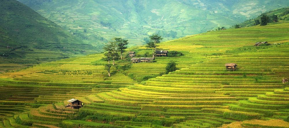 Rice as a Symbol of Abundance and Fertility