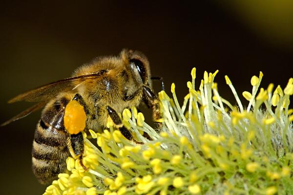 Spiritual Meaning of a Bee