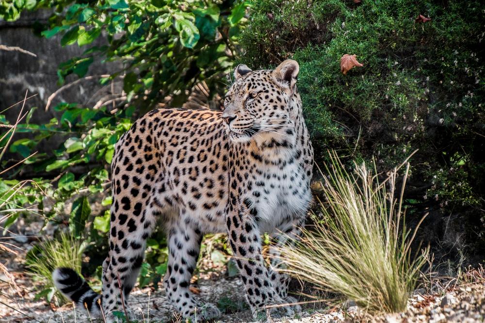 Understanding the Leopard as a Spirit Animal