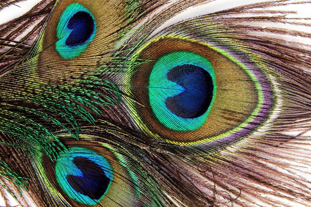 The Spiritual Significance of Peacock Feathers