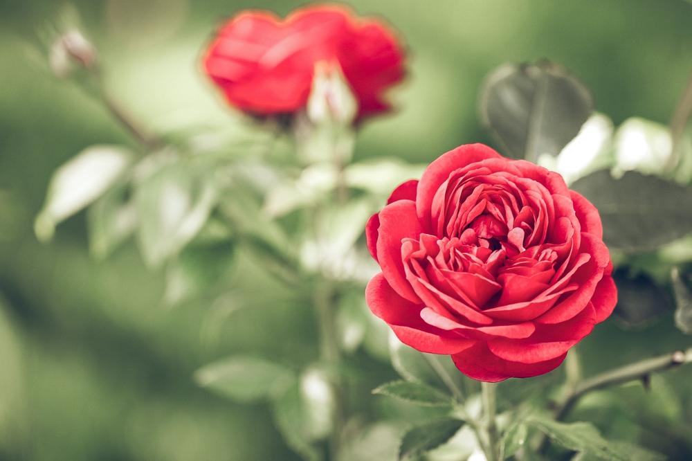 The Language of Red Roses