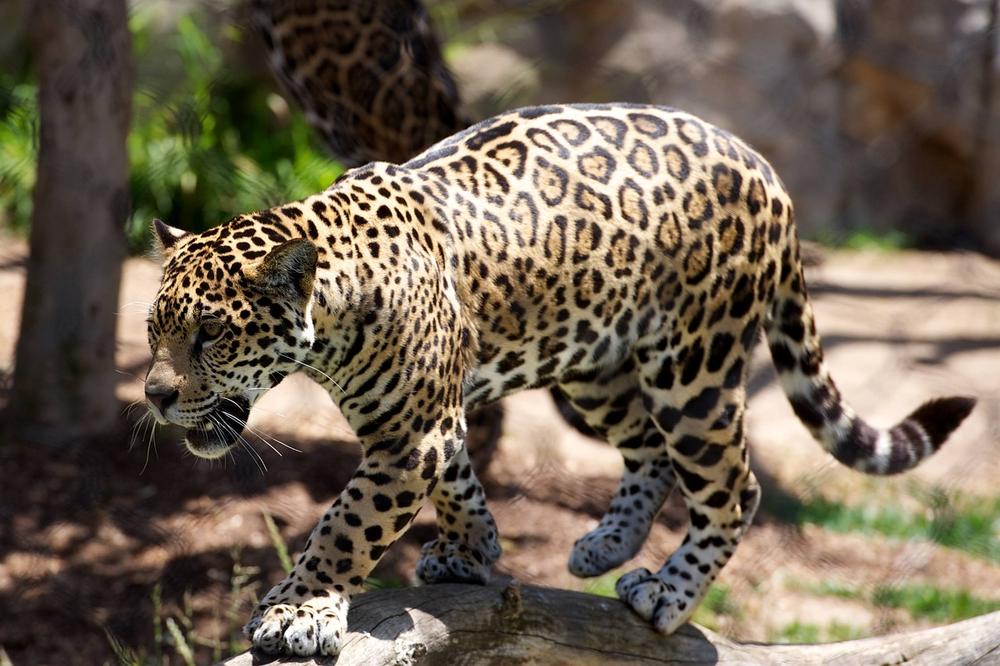 Leopard Spirituality and Self-Discovery