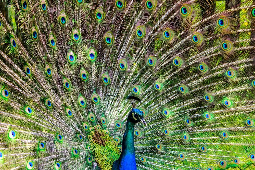 Seven Aspects: Spiritual Meaning of Peacocks in Twin Flame Connections