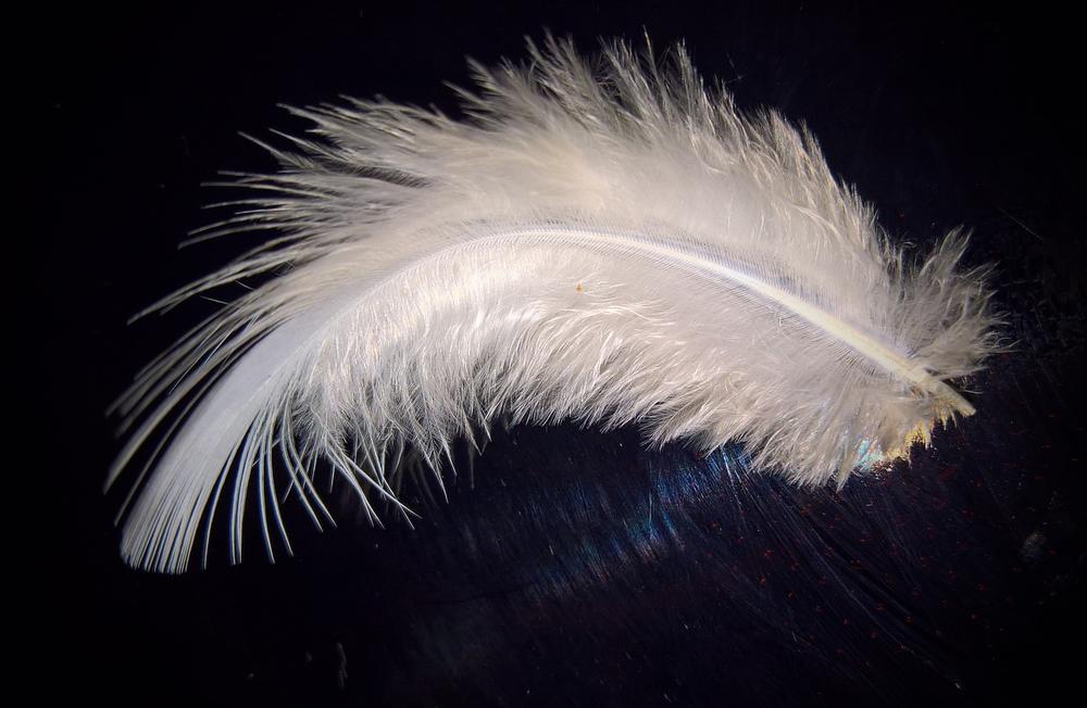 What Does It Mean When You Find a Feather on the Ground?