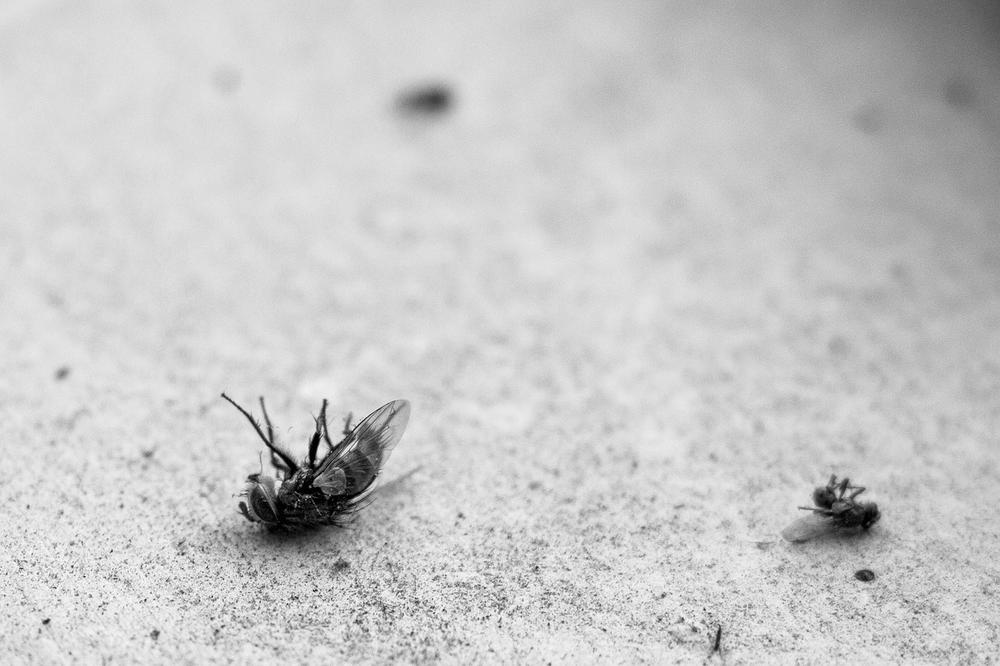 Decoding the Symbolism of Dead Flies
