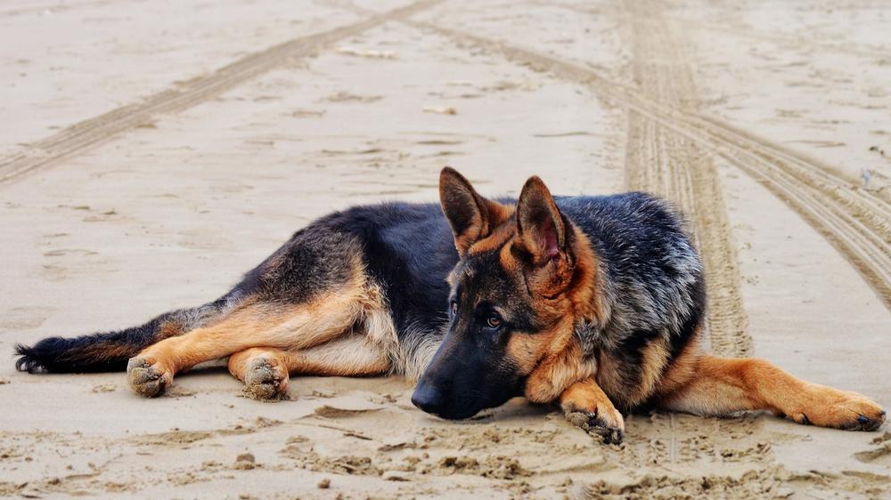 The Spiritual Significance of German Shepherds as Trustworthy Guides