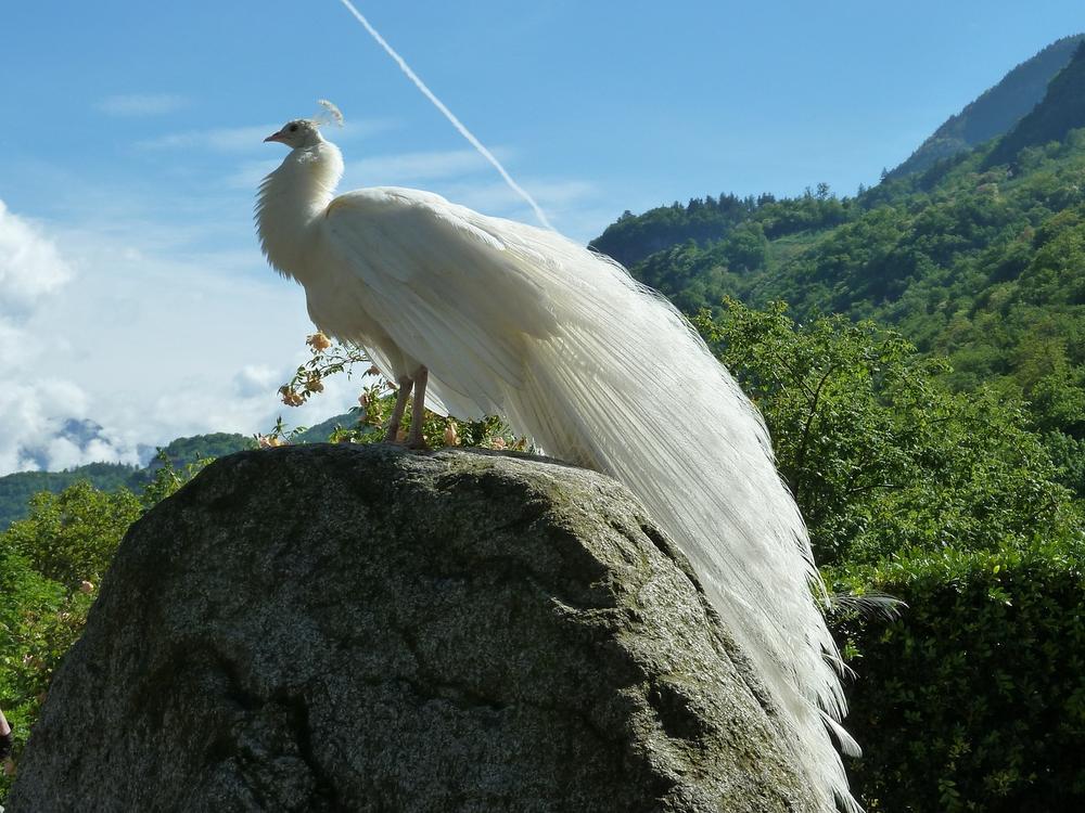 Spiritual Meaning of White Peacock